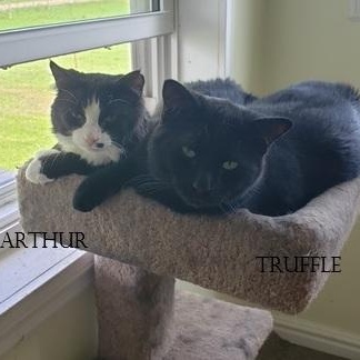 Enlarge Arthur bonded with Truffle, a Adoptable Domestic Long Hair in Pickering, ON image 6/6
