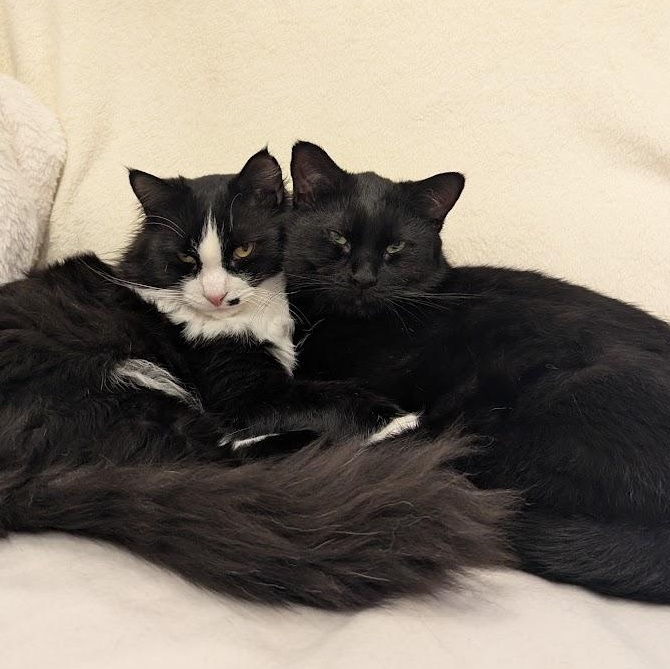 Enlarge Arthur bonded with Truffle, a Adoptable Domestic Long Hair in Pickering, ON image 4/6