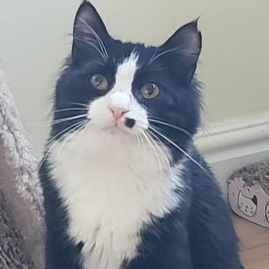 Arthur bonded with Truffle, Adoptable, Kitten Male Domestic Long Hair.