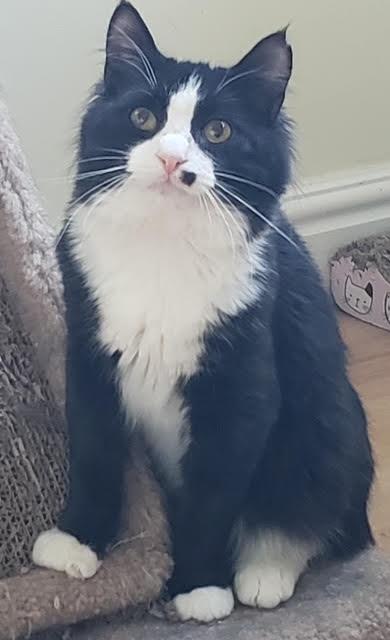Arthur bonded with Truffle, a ADOPTABLE Domestic Long Hair in Pickering, ON image 2/4