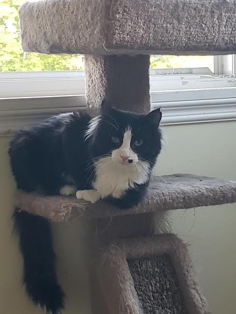 Arthur bonded with Truffle, ADOPTABLE, Young Male Domestic Long Hair.