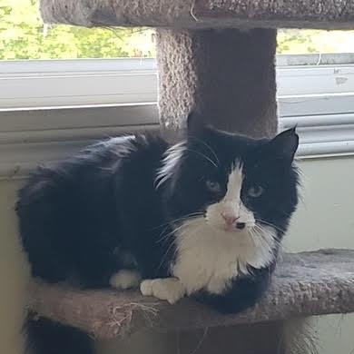 Enlarge Arthur bonded with Truffle, a Adoptable Domestic Long Hair in Pickering, ON image 5/6