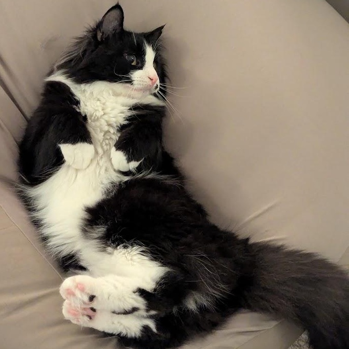 Enlarge Arthur bonded with Truffle, a Adoptable Domestic Long Hair in Pickering, ON image 2/6