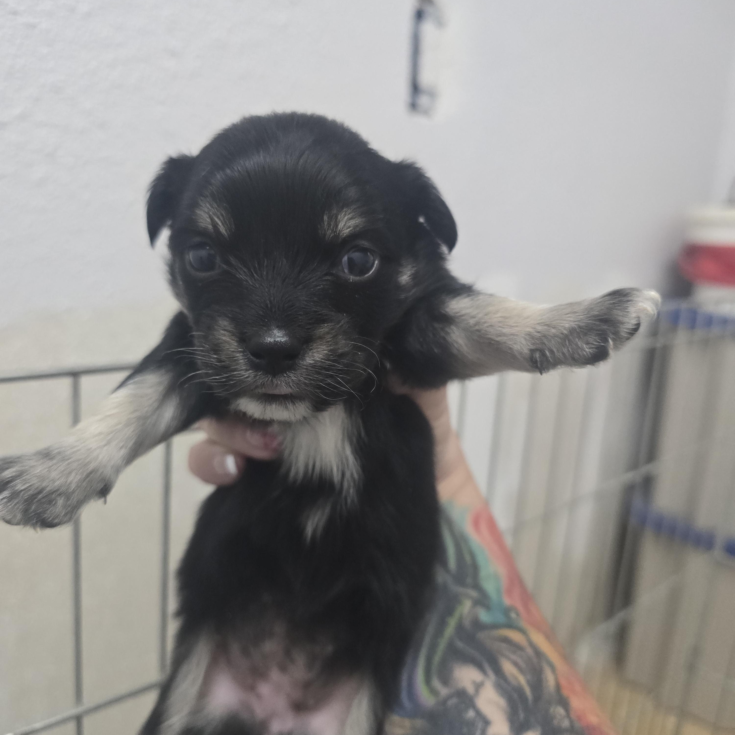 Gale, a ADOPTABLE mixed breed in Brentwood, CA image 1/2