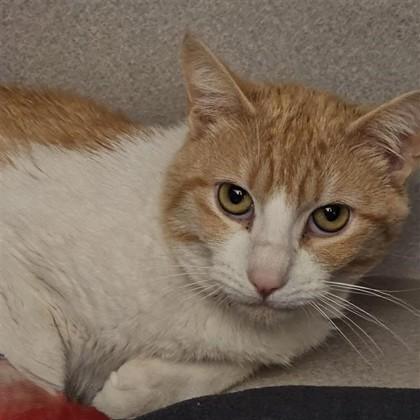 Stripes, Adoptable, Adult Male Domestic Short Hair & Domestic Short Hair.