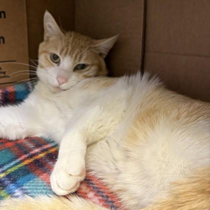 Stripes, Adoptable, Adult Male Domestic Short Hair & Domestic Short Hair.