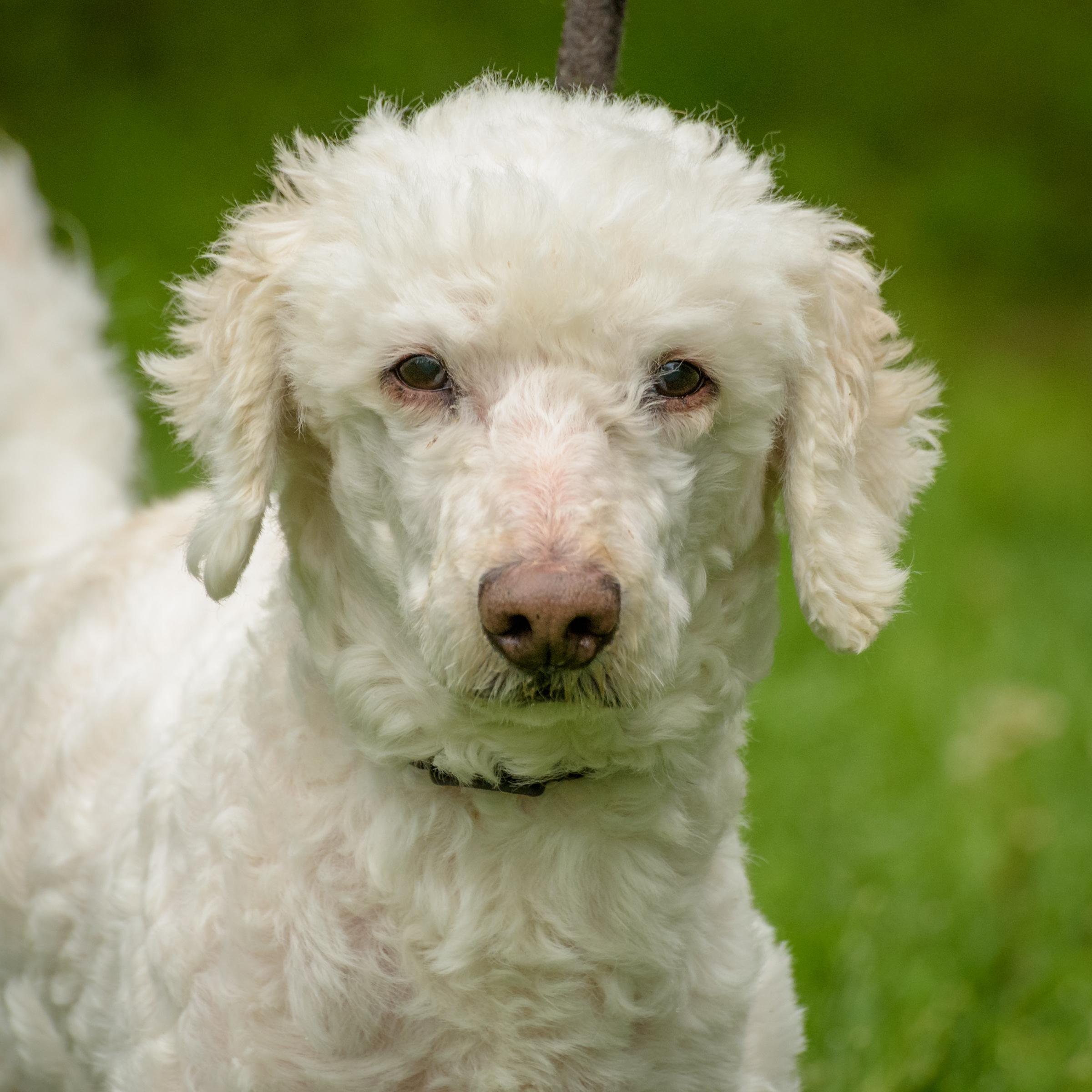 Snowy, Senior Male unknown