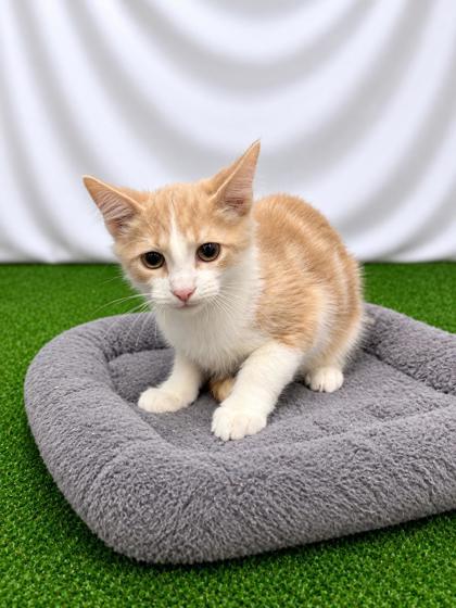 Breakfast Casserole, Adoptable, Kitten Male Domestic Short Hair.