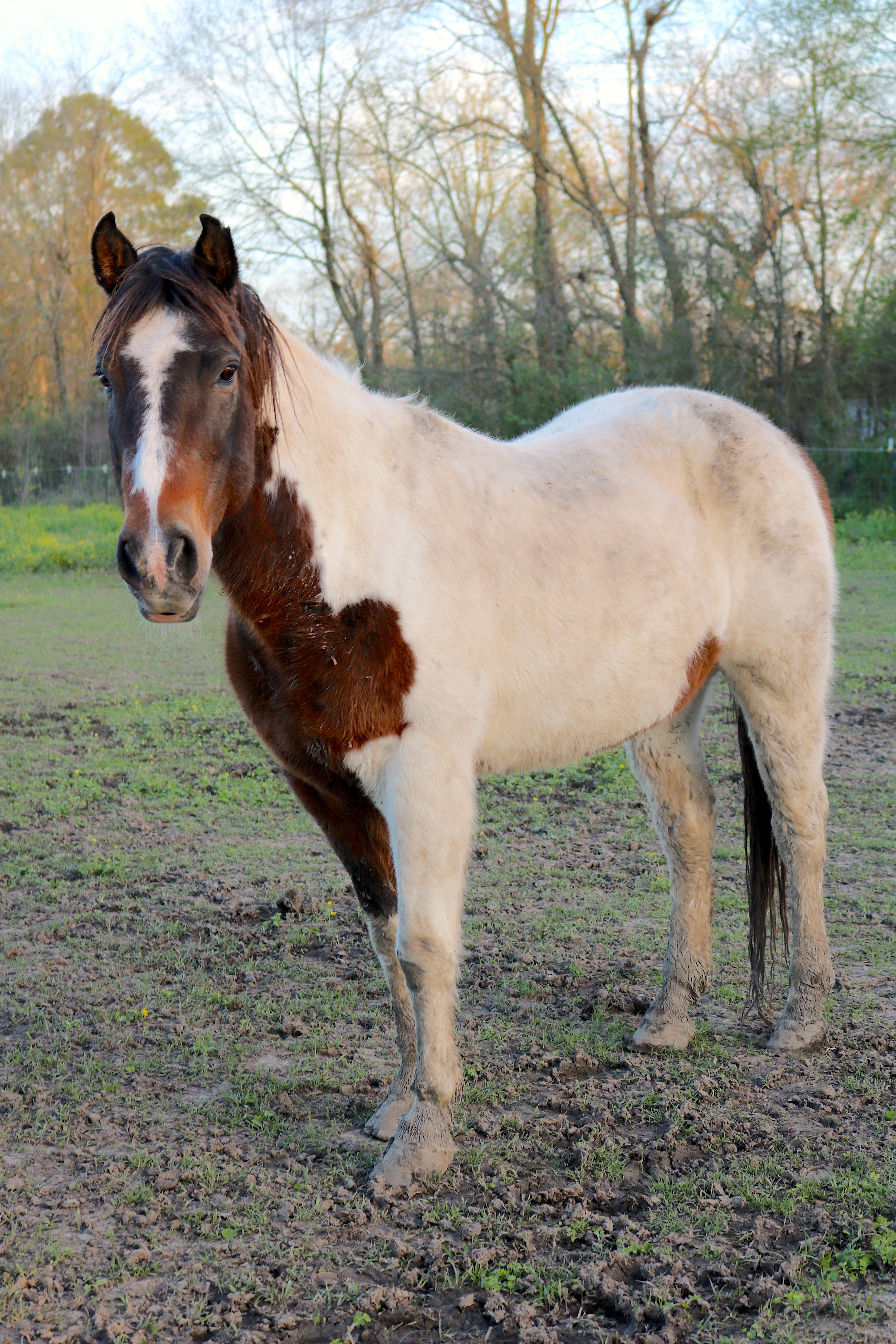 Buster, a Adoptable Paint / Pinto in Baton Rouge, LA image 1/6