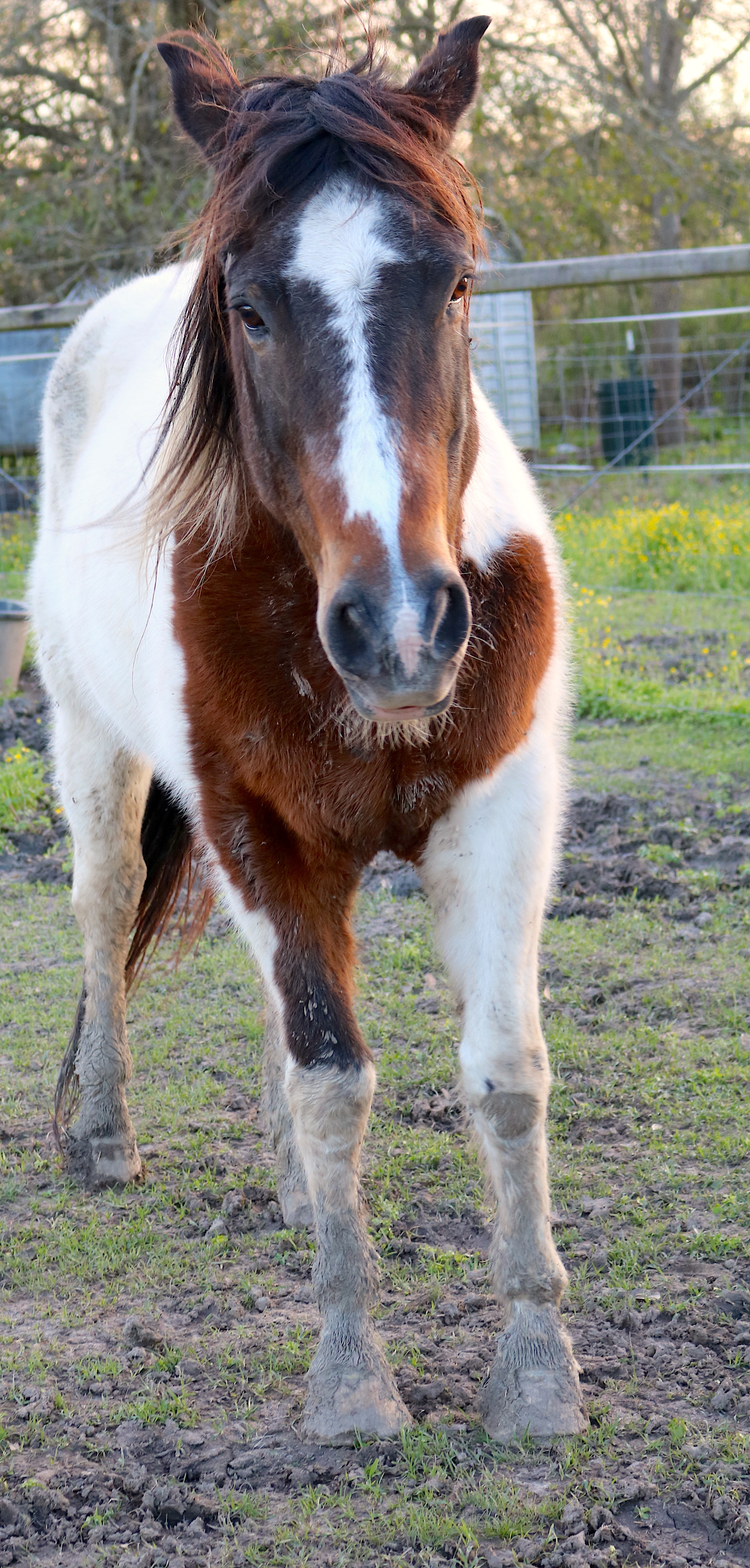 Buster, a Adoptable Paint / Pinto in Baton Rouge, LA image 2/6