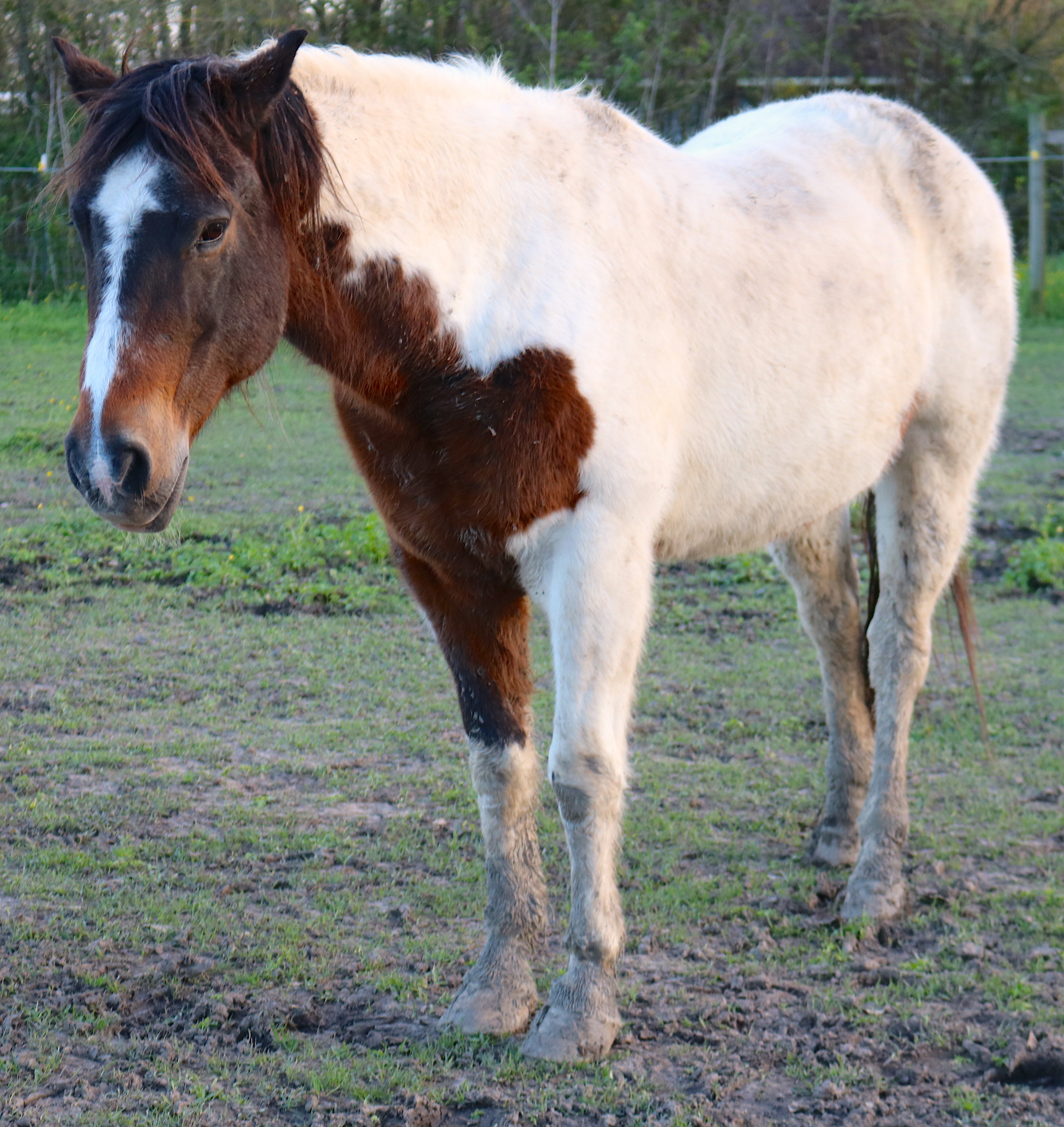 Buster, a Adoptable Paint / Pinto in Baton Rouge, LA image 3/6