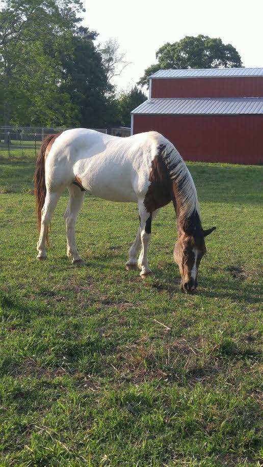 Buster, a Adoptable Paint / Pinto in Baton Rouge, LA image 4/6