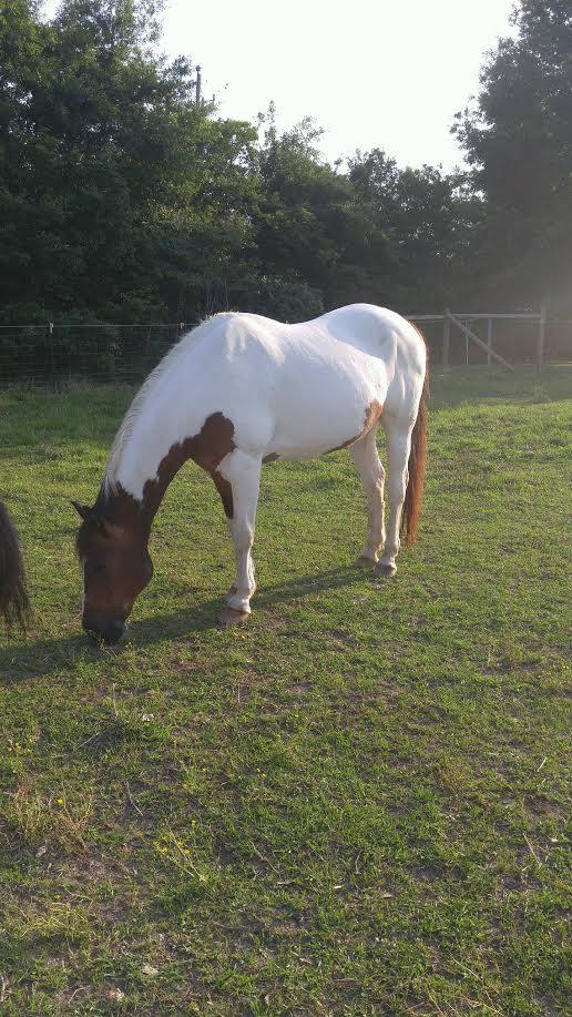 Buster, a Adoptable Paint / Pinto in Baton Rouge, LA image 6/6