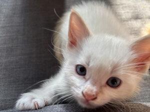 Enlarge Nijinsky, a ADOPTABLE Siamese in Mississauga, ON image 5/5
