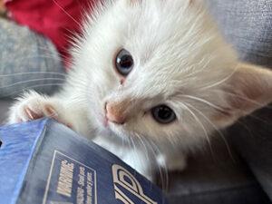 Enlarge Nijinsky, a ADOPTABLE Siamese in Mississauga, ON image 4/5