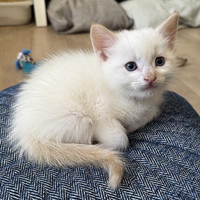 Nijinsky, ADOPTABLE, Kitten Male Siamese.