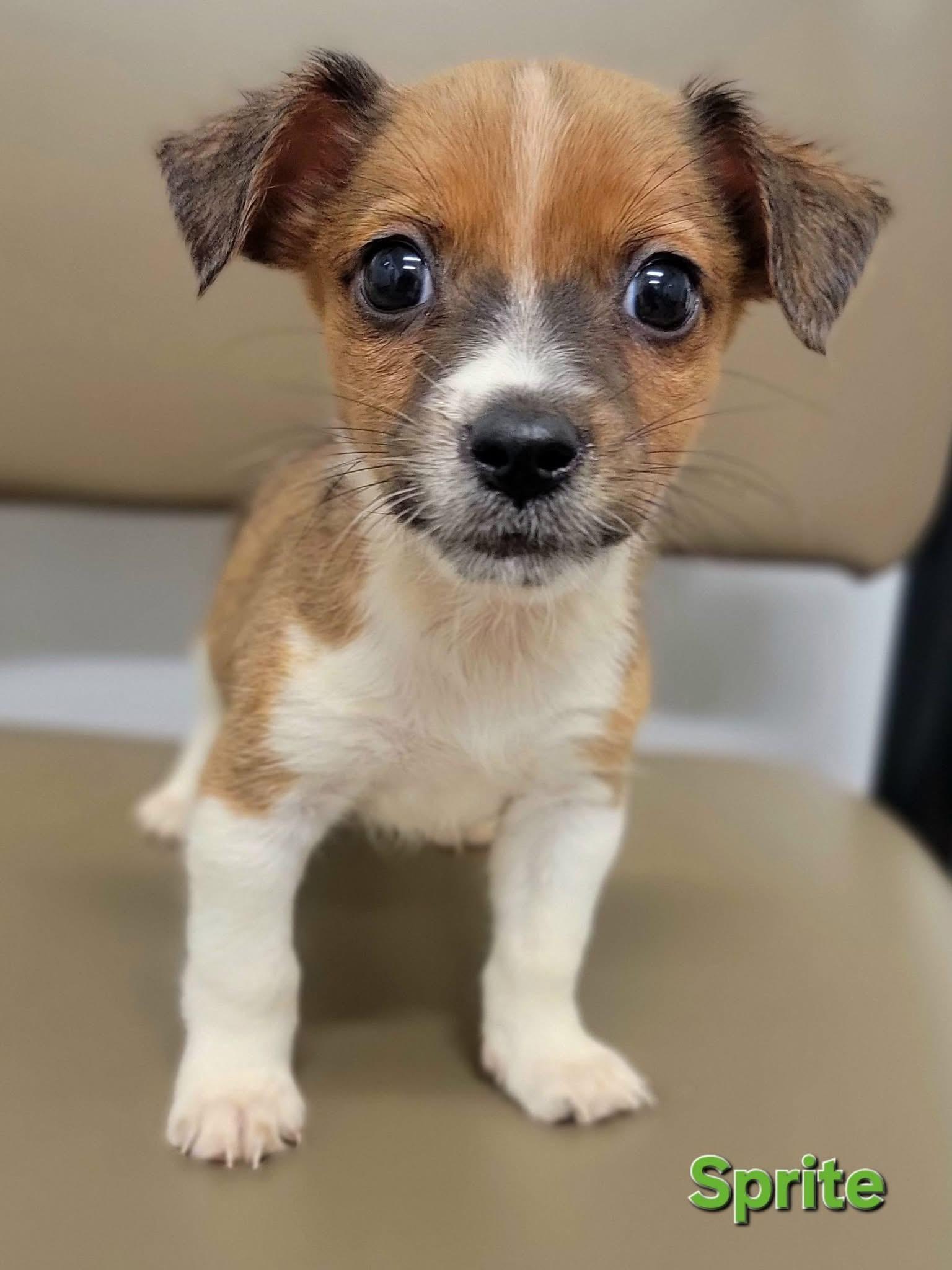 Sprite - Soda Pups Litter , adopted, Puppy Male Dachshund & Chihuahua.