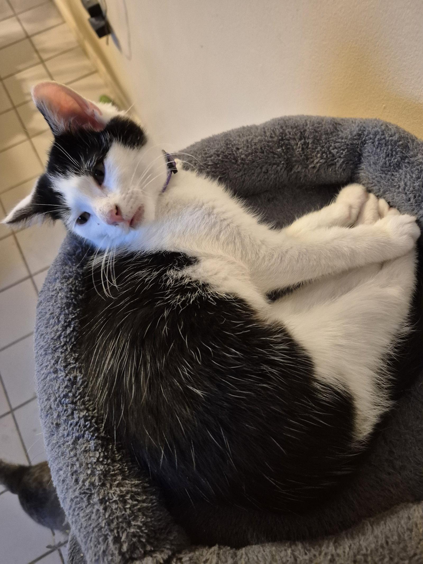 Enlarge Bessie, a Adoptable Domestic Short Hair in Ocean Pines, MD image 1/1