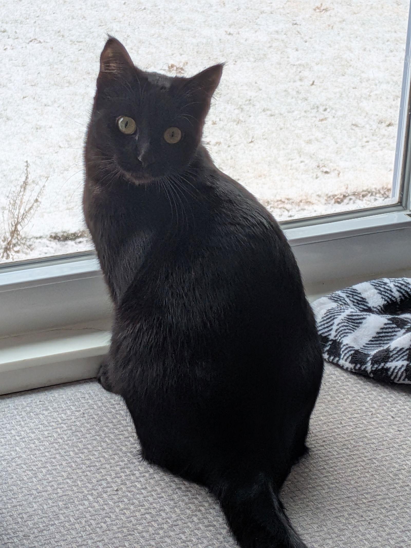 Ginger, Adoptable, Kitten Female Domestic Short Hair.