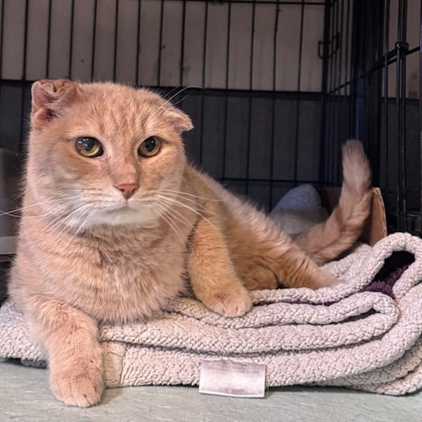 Matteo, ADOPTABLE, Adult Male Domestic Short Hair.