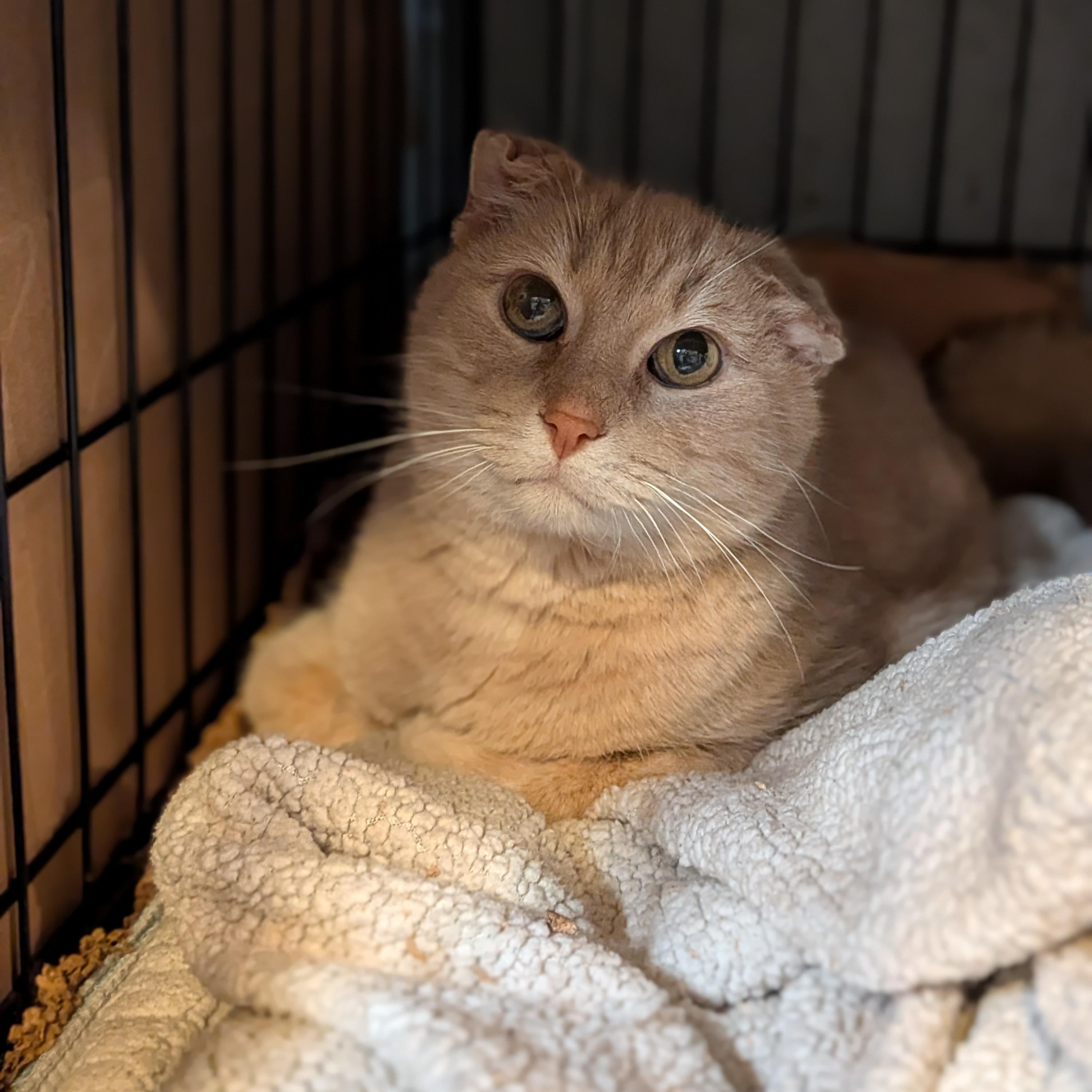 Matteo, a ADOPTABLE Domestic Short Hair in Newburgh, NY image 2/3