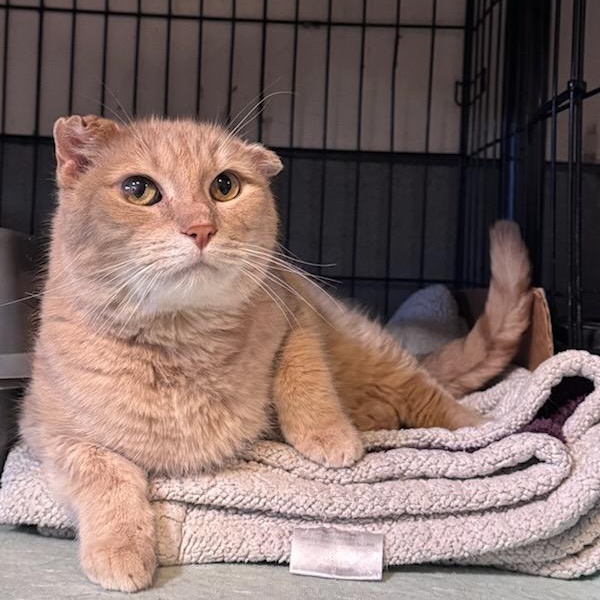 Matteo, a ADOPTABLE Domestic Short Hair in Newburgh, NY image 3/3
