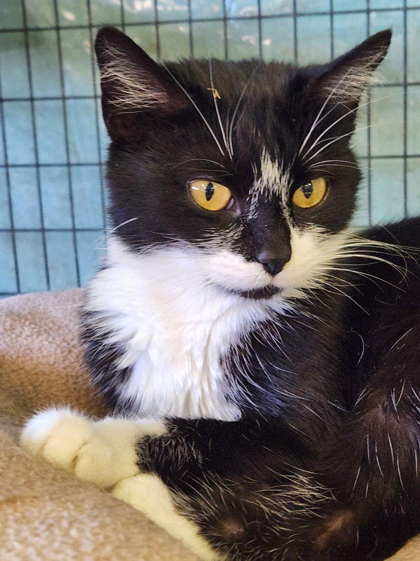 Enlarge Amaranth, a Adoptable Domestic Short Hair in Crossville, TN image 1/1