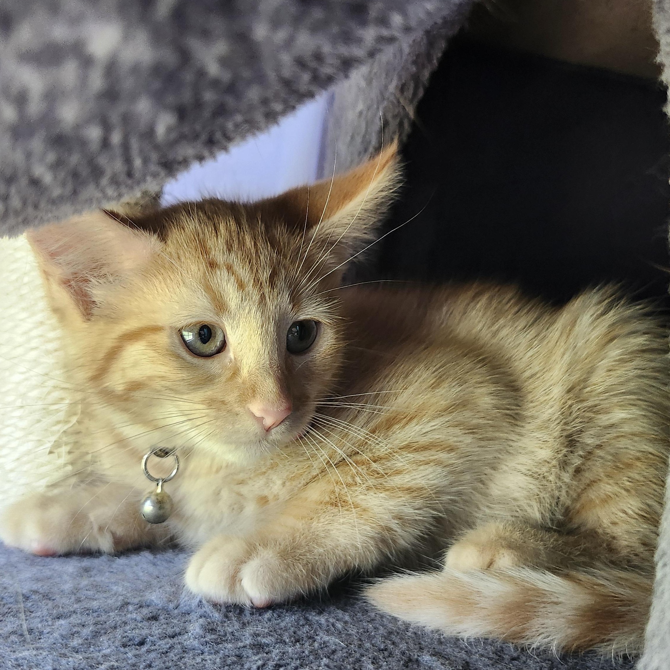 Florence Welch, Adopted, Kitten Female Domestic Short Hair.