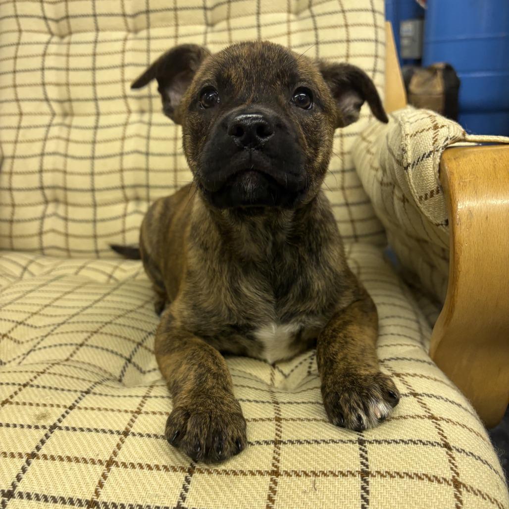 NY Paddler (Foster in Stormville NY), a Adoptable mixed breed in Eastford, CT image 1/4