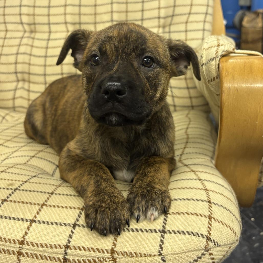 NY Paddler (Foster in Stormville NY), a Adoptable mixed breed in Eastford, CT image 4/4