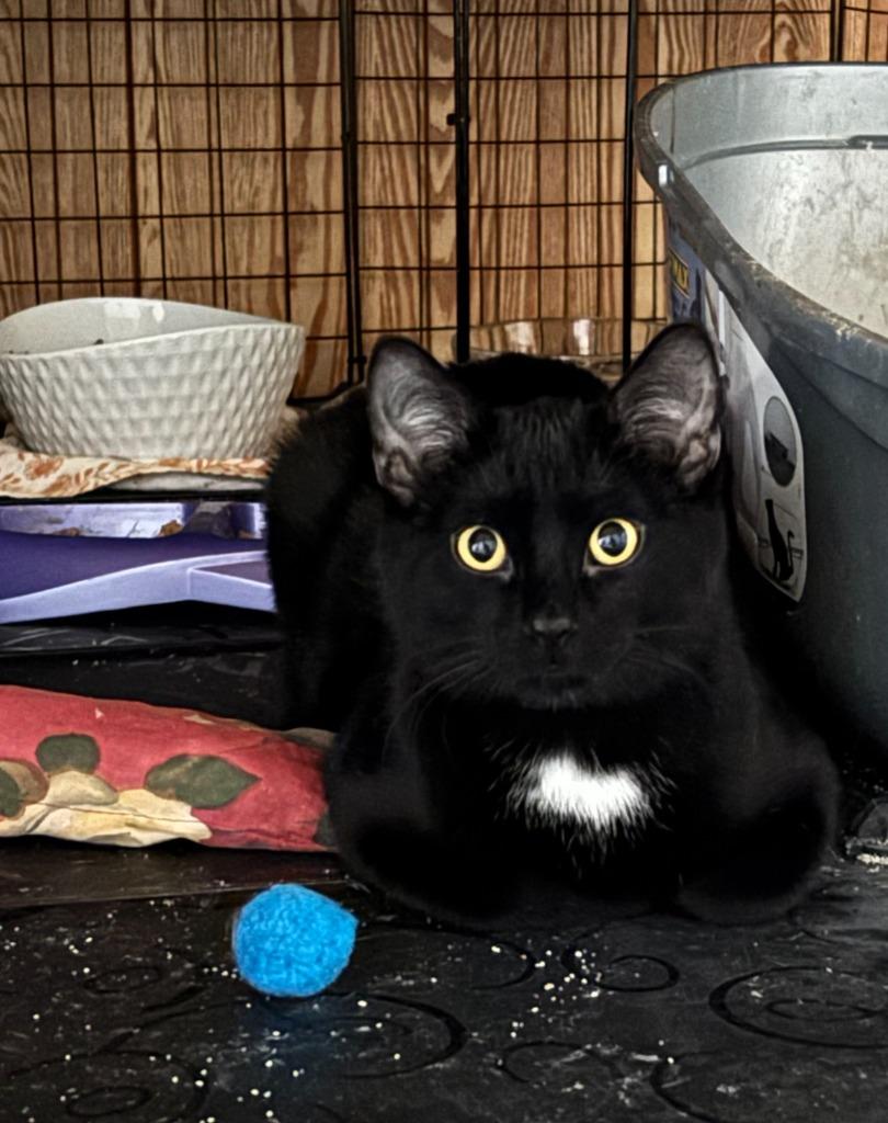 Tux, Adoptable, Young Male Domestic Short Hair.