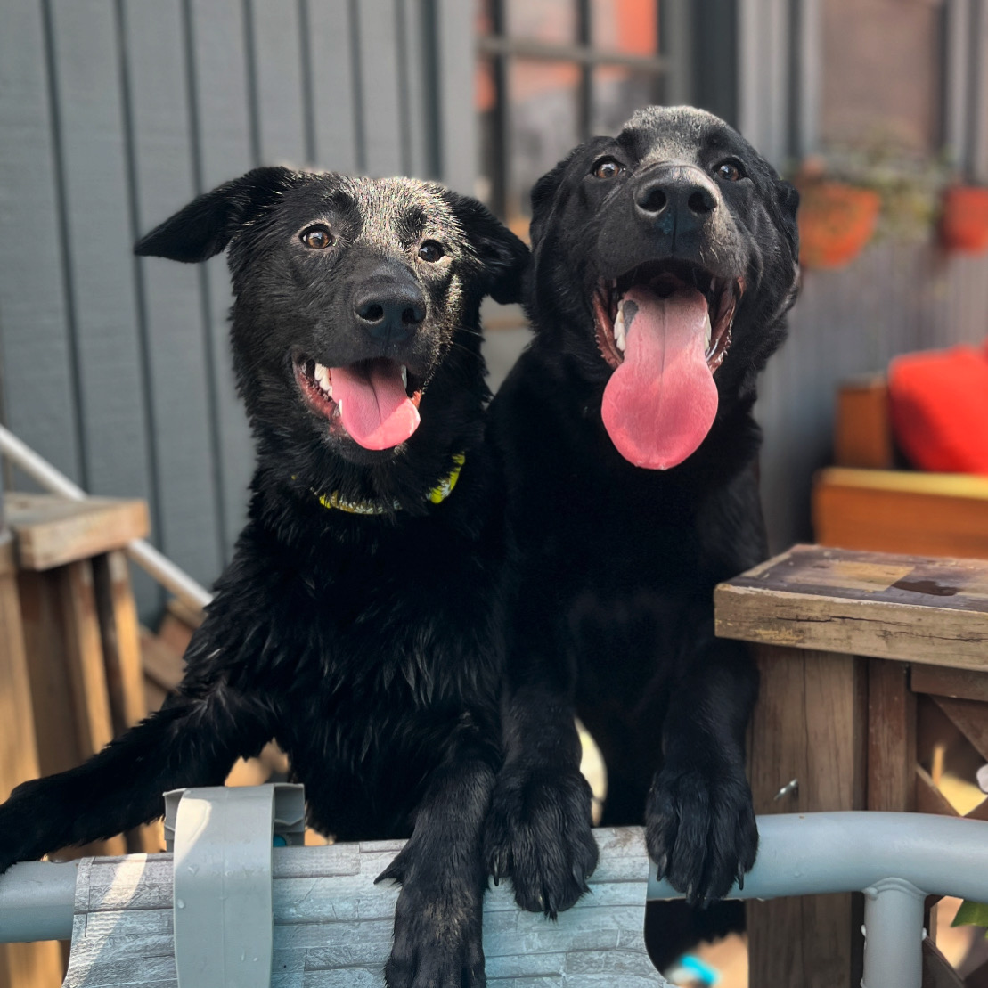 Pork Bun, Adopted, Young Female Black Labrador Retriever & German Shepherd Dog.