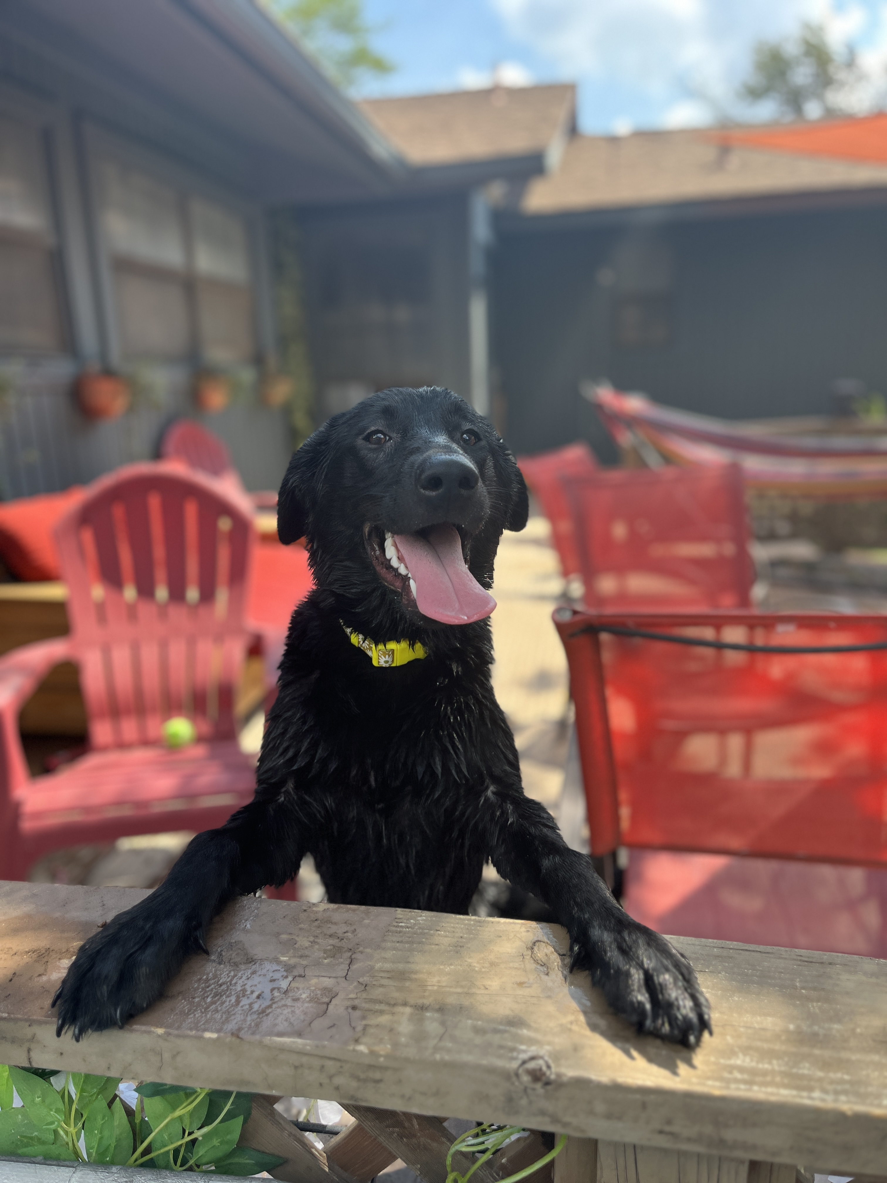 Pork Bun, a Adopted mixed breed in Austin, TX image 3/3