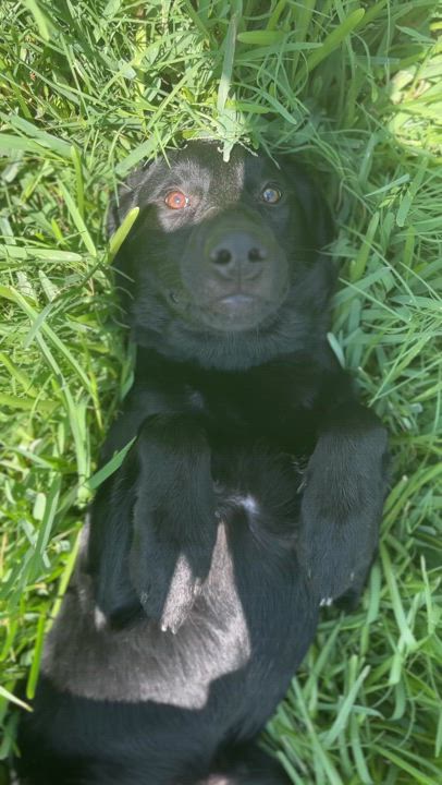 Enlarge Pork Bun, a Adopted mixed breed in Austin, TX video 2/3