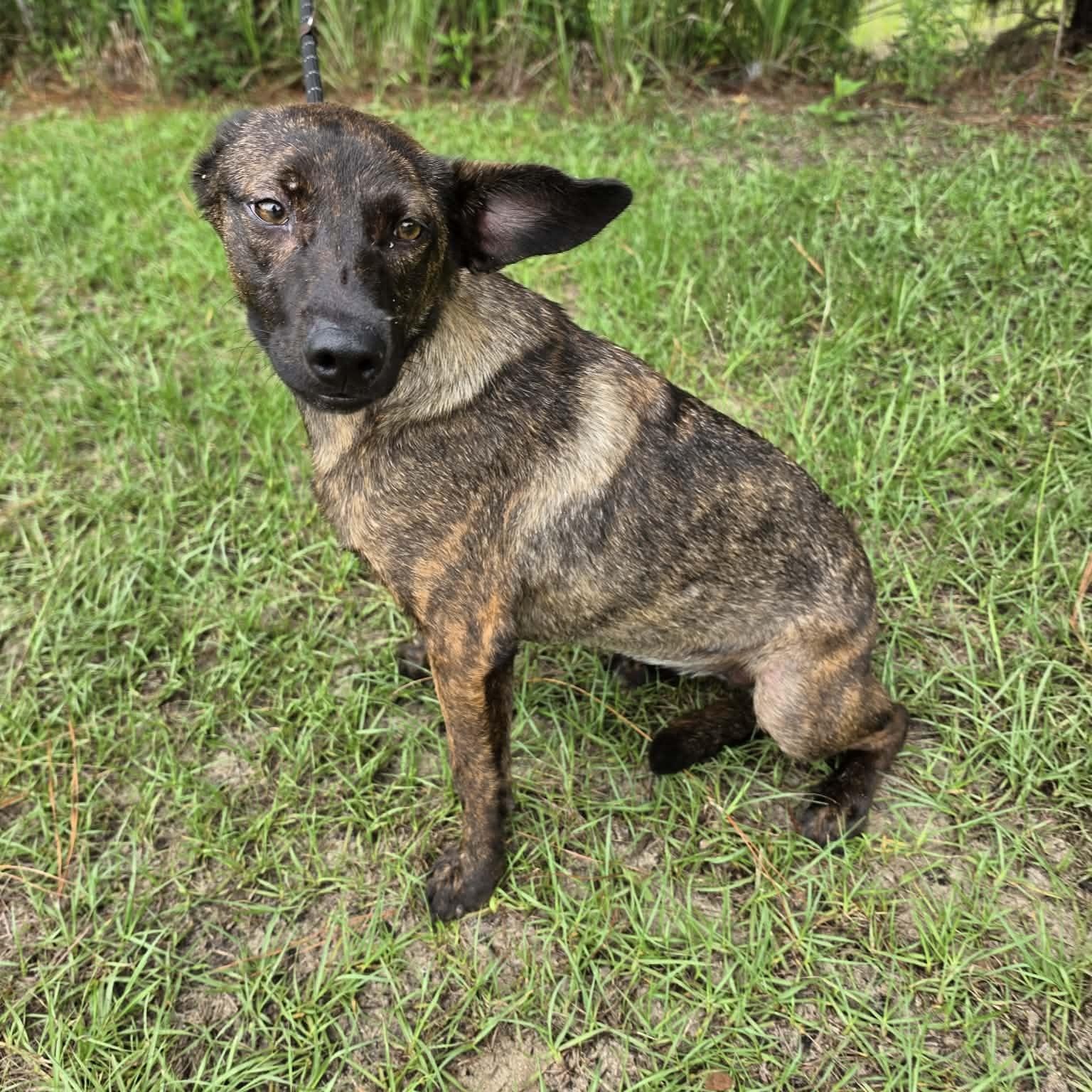 Enlarge Kya, a Adoptable mixed breed in Albion, MI image 3/5
