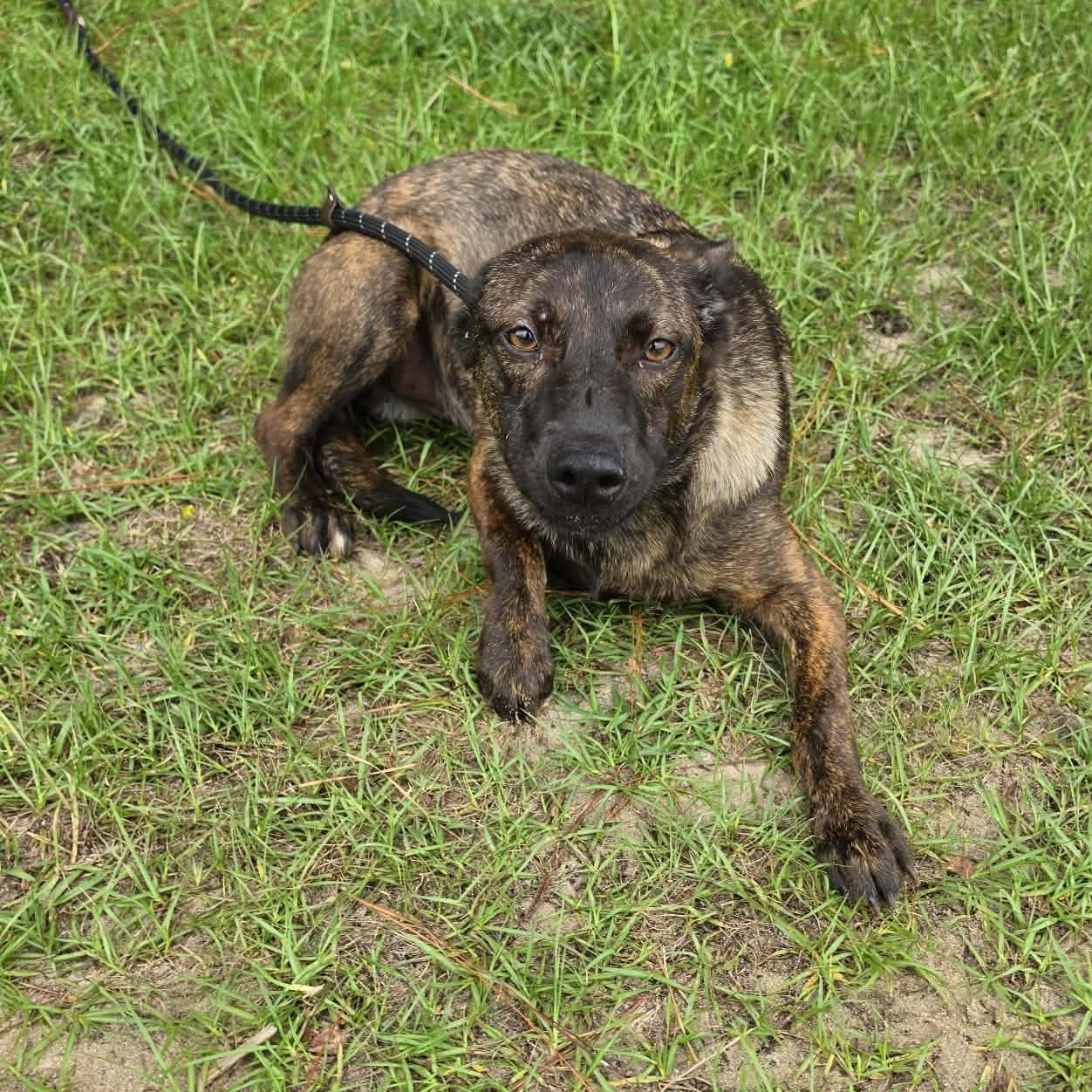 Enlarge Kya, a Adoptable mixed breed in Albion, MI image 5/5