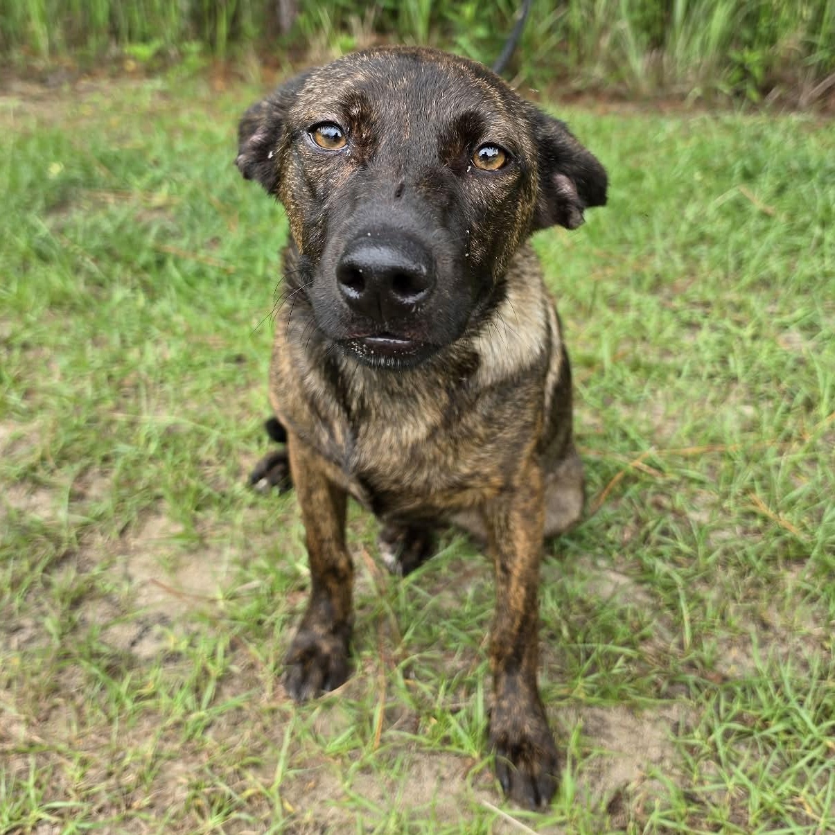 Enlarge Kya, a Adoptable mixed breed in Albion, MI image 2/5