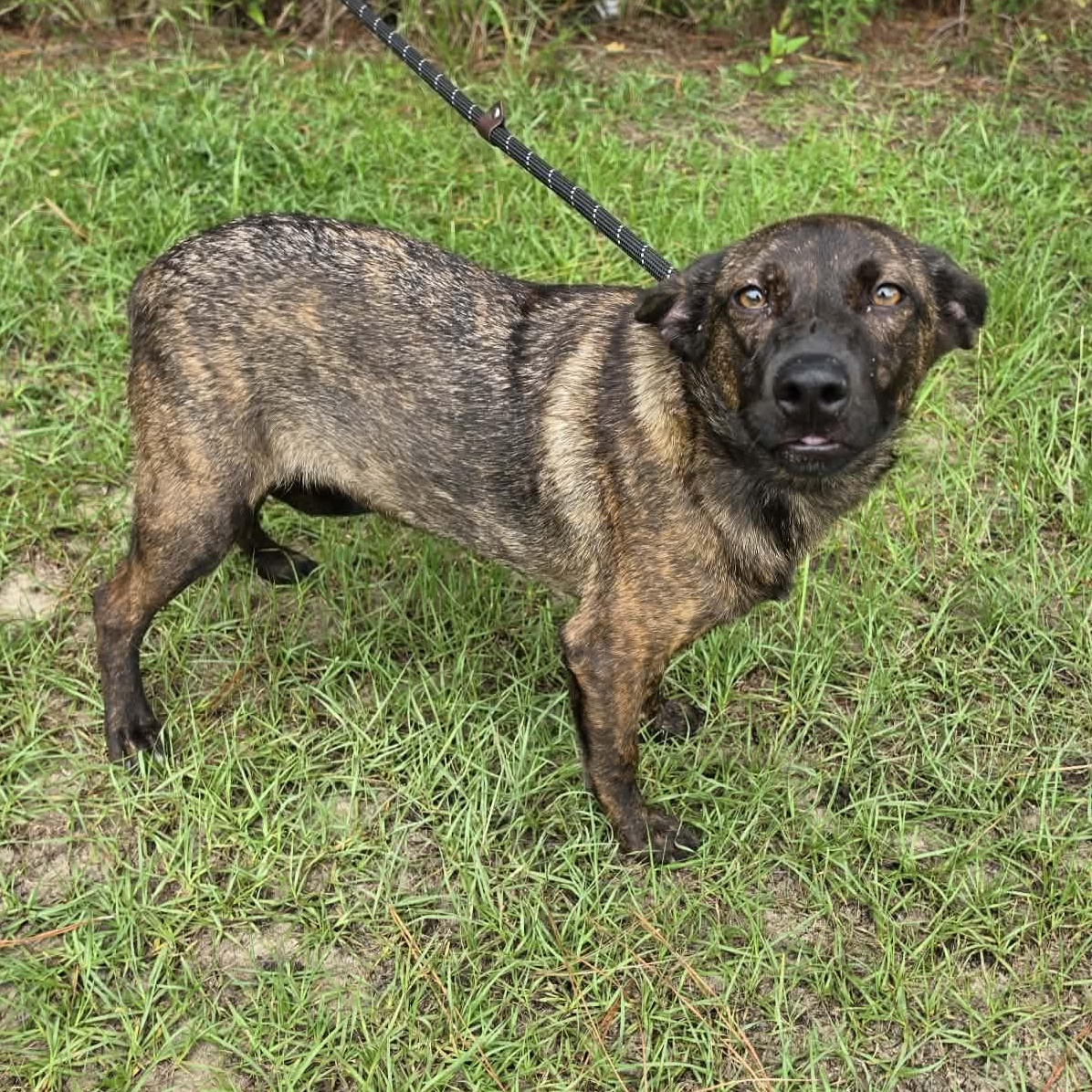 Enlarge Kya, a Adoptable mixed breed in Albion, MI image 4/5