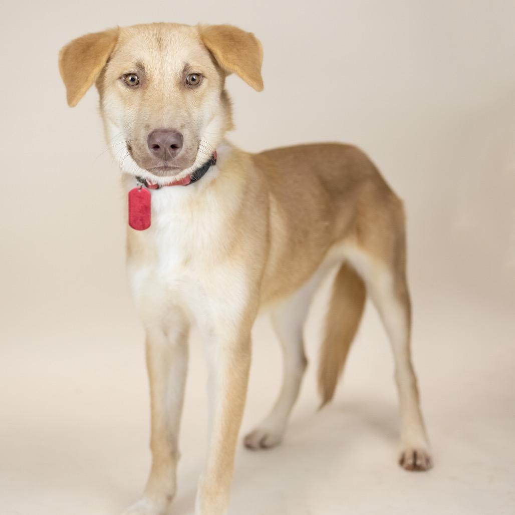 Lily, Adoptable, Young Female Mixed Breed.