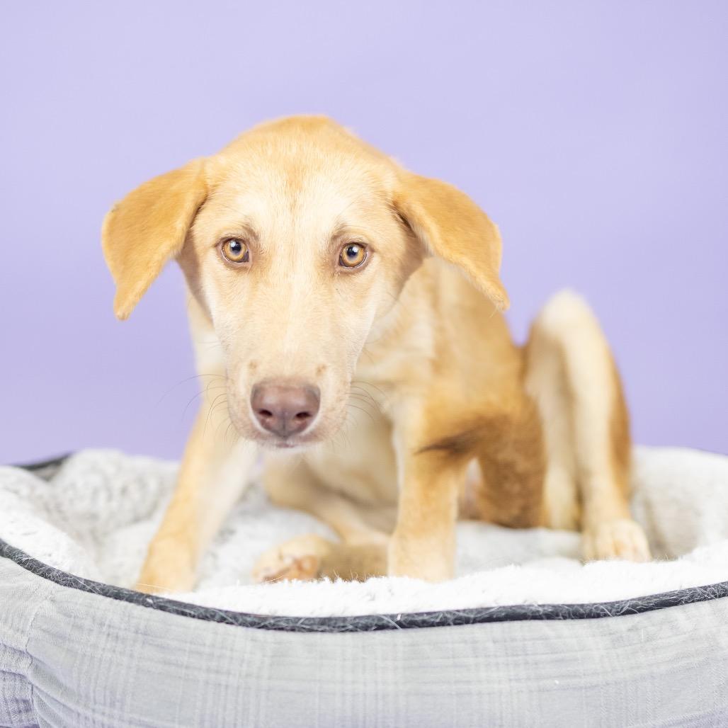 Enlarge Lily, a Adoptable Mixed Breed in Portland, OR image 2/2