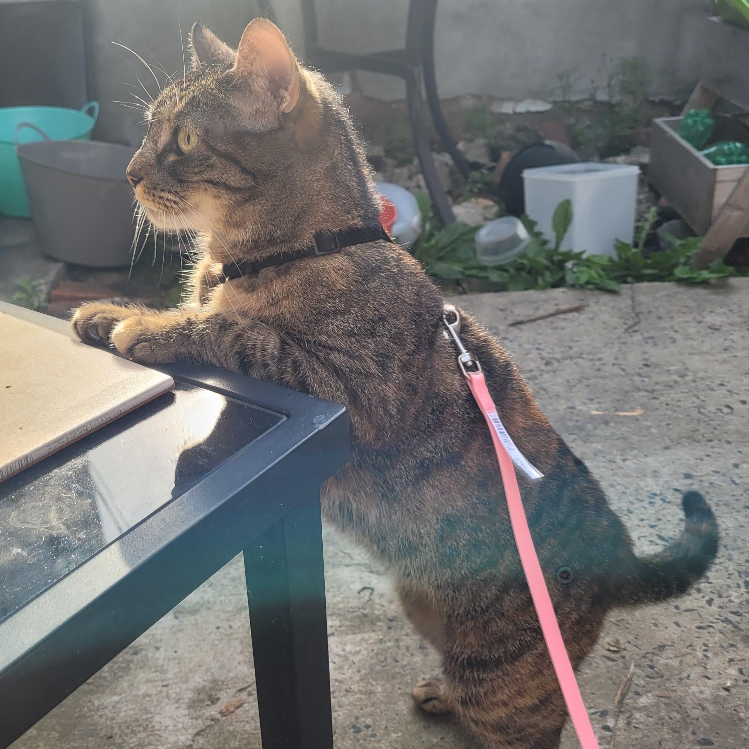 Dino Nugget, a Adoptable Domestic Short Hair in Westville, NJ image 2/5