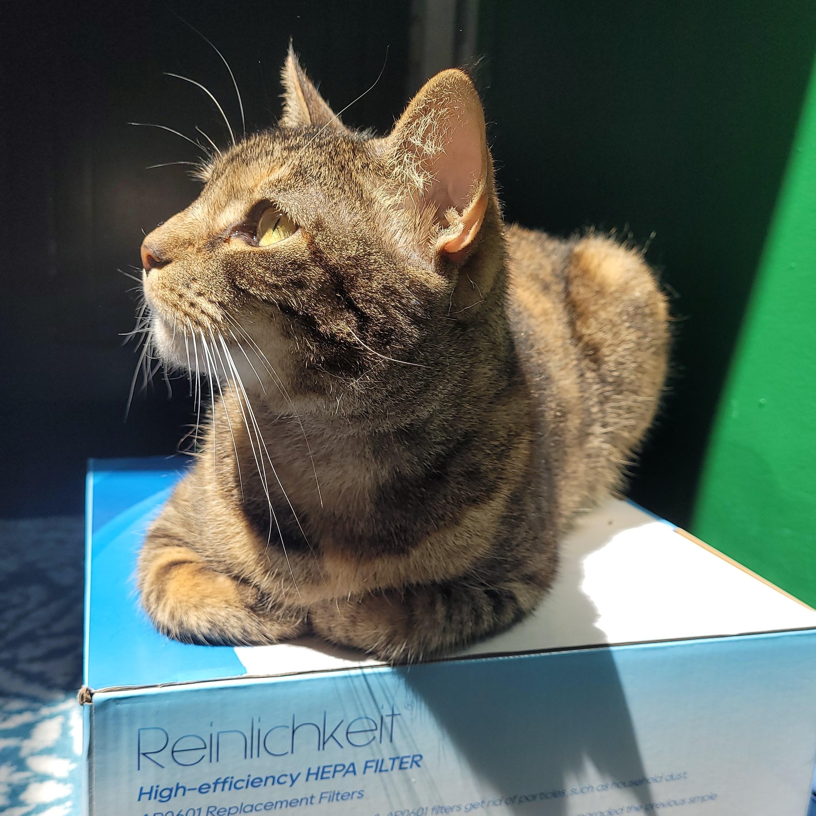 Dino Nugget, a Adoptable Domestic Short Hair in Westville, NJ image 3/5