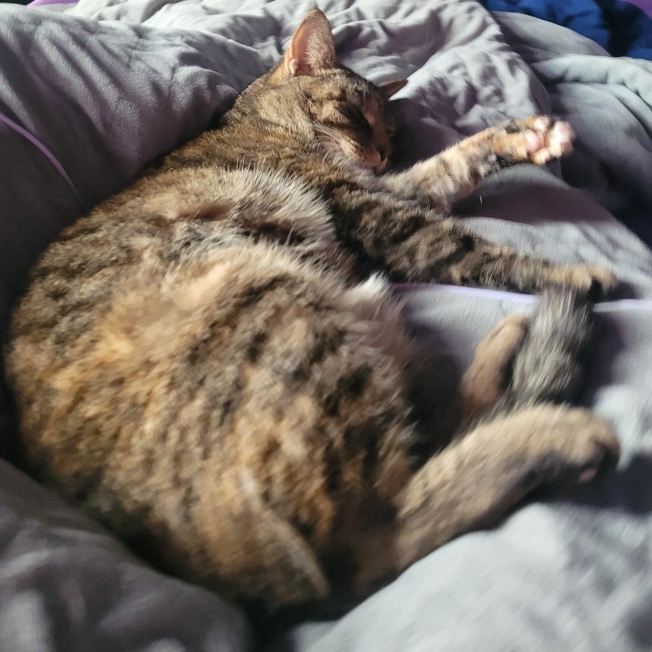 Dino Nugget, a Adoptable Domestic Short Hair in Westville, NJ image 4/5