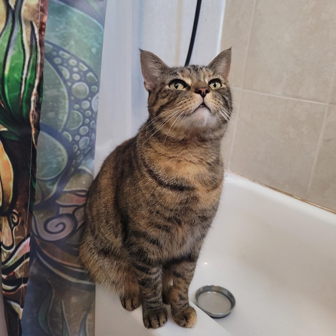 Dino Nugget, a Adoptable Domestic Short Hair in Westville, NJ image 1/5