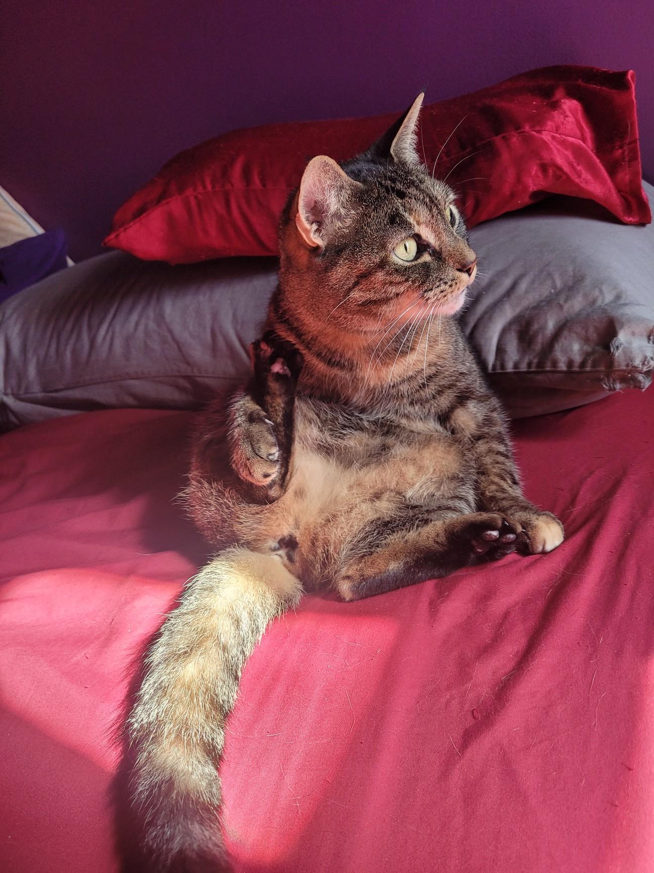 Dino Nugget, a Adoptable Domestic Short Hair in Westville, NJ image 5/5