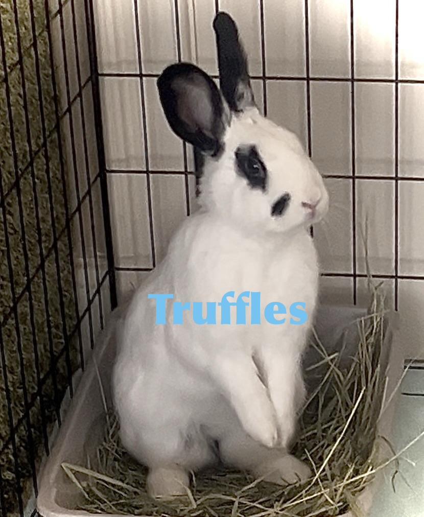 Enlarge Truffles, a Adoptable mixed breed in Waterloo, SC image 4/4