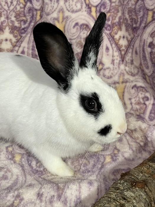 Enlarge Truffles, a Adoptable mixed breed in Waterloo, SC image 3/4