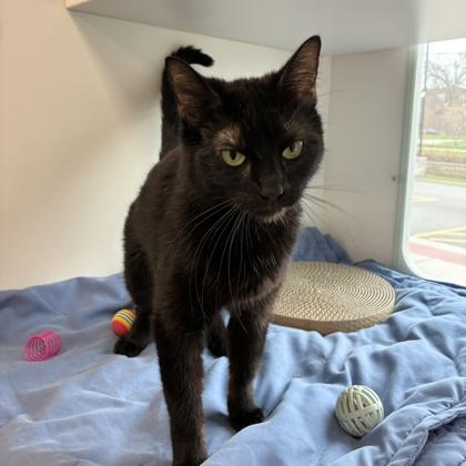 Enlarge Noa, a Adoptable mixed breed in Wheaton, IL image 1/3