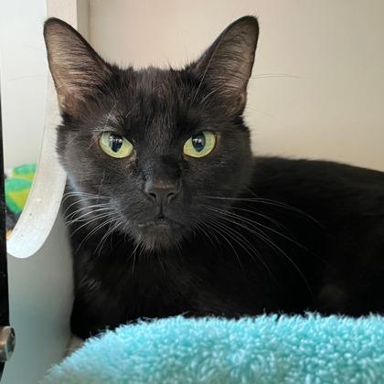 Enlarge Noa, a Adoptable mixed breed in Wheaton, IL image 3/3