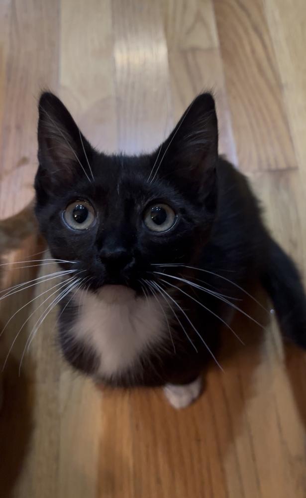 Lucille Ball, Adoptable, Kitten Female Domestic Short Hair.